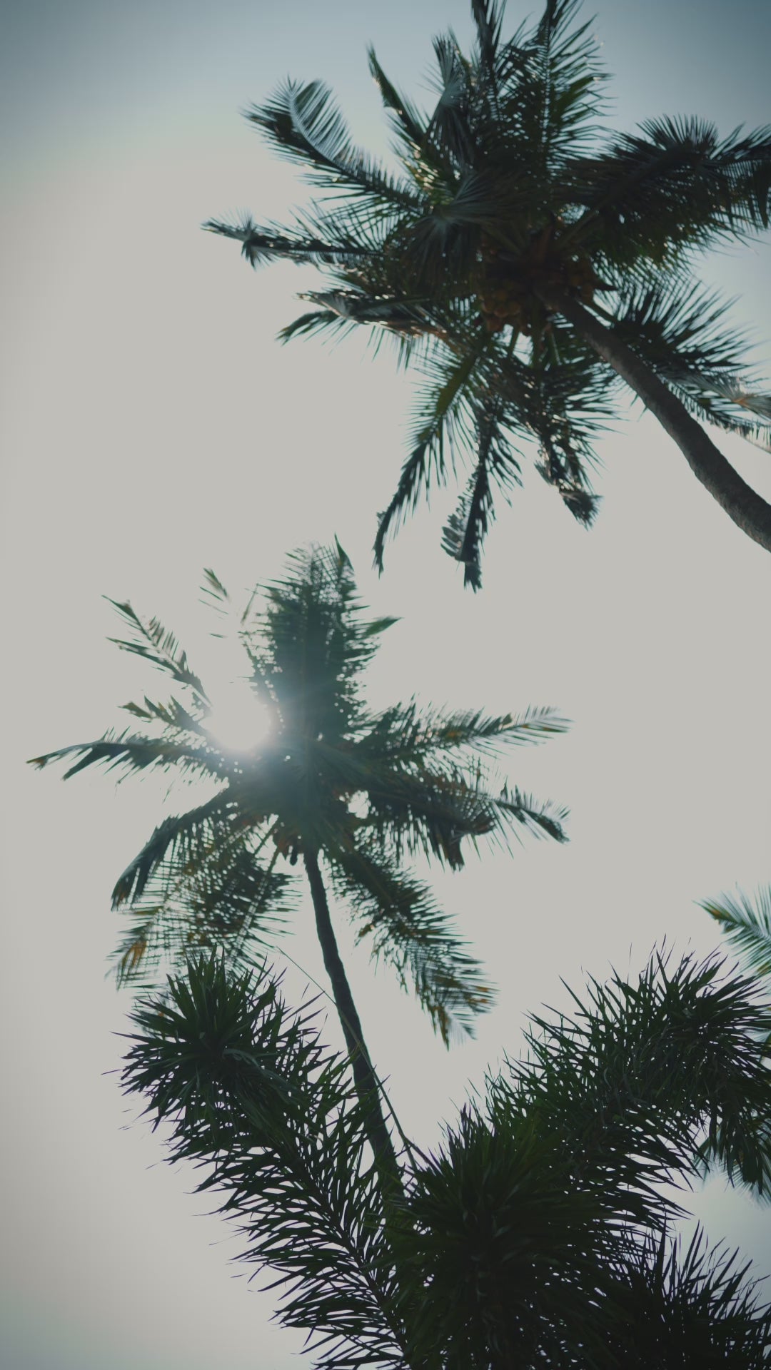 UGC — Ocean's Embrace