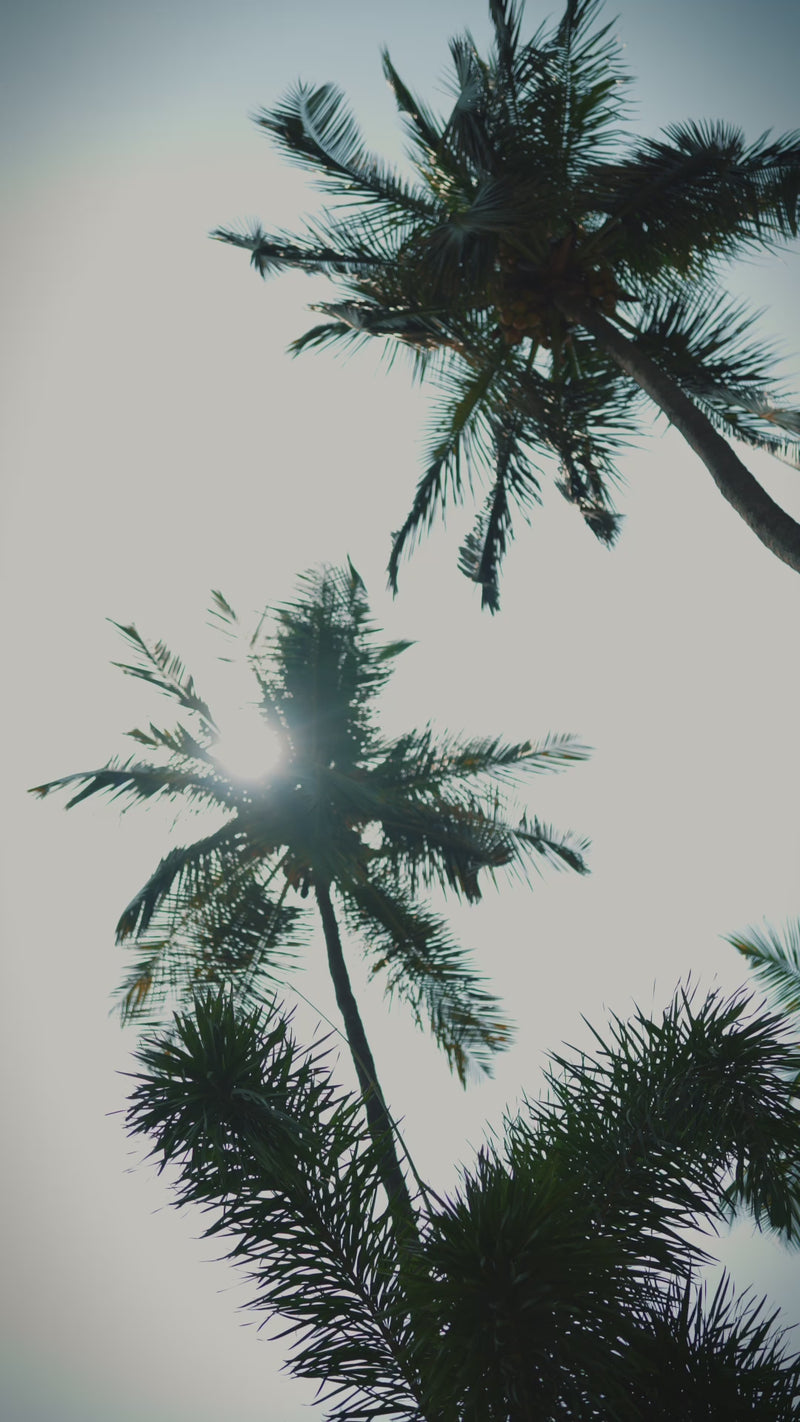 UGC — Ocean's Embrace